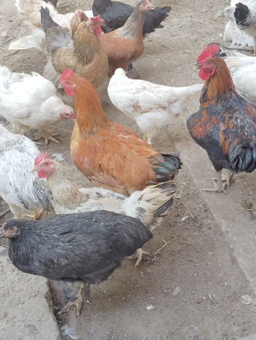 Gʻozlar,ordeklar va tovuqlar