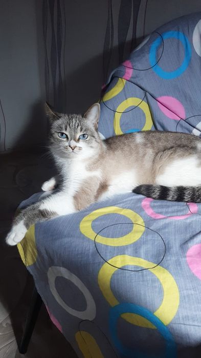Отдам кошку в добрые руки