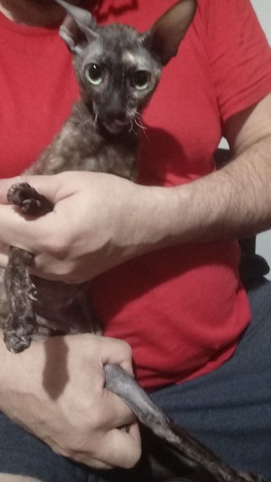 Отдам кошку в добрые руки