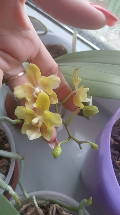 Орхидеи бабочки сортовые