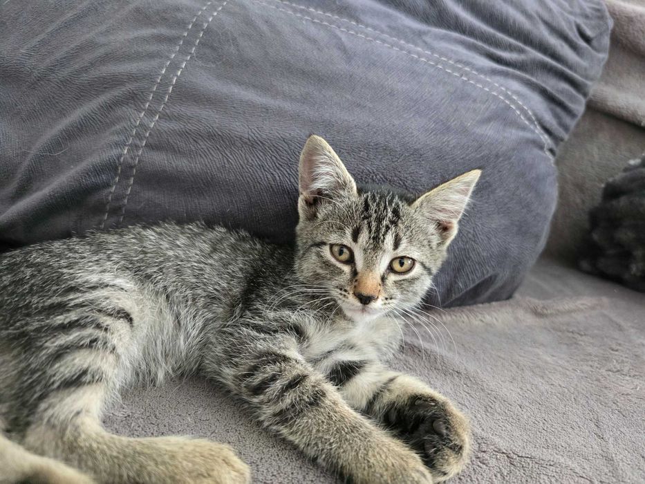 Котенок ищет дом