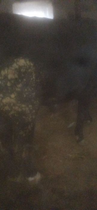 Boʻqa sotiladi , Manzil Namangan viloyati Chust tumani Gʻova qishlogʻi