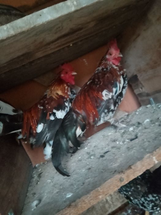 Vând cocoșei pitici