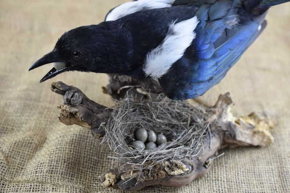 Препарирана сврака с трофей гнездо с яйца
