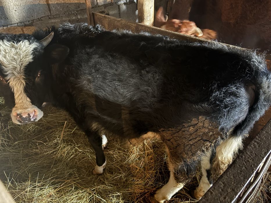 Продам бычка