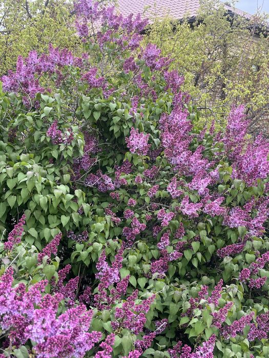 Свежая сирень в Атырау