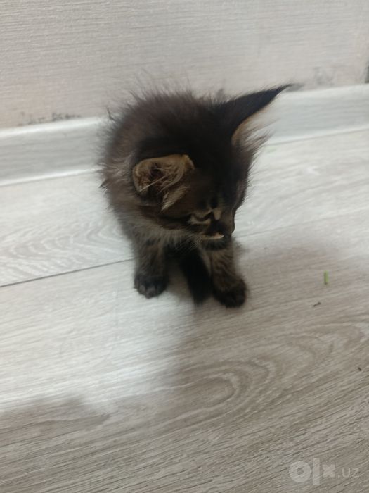 СРОЧНО Пристраивается кошечка