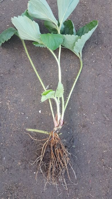 Продам рассаду клубники