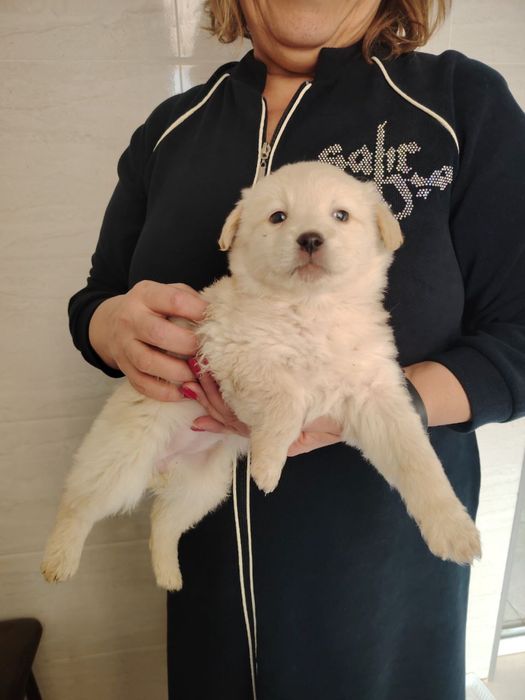 отдам в хорошие руки щенков