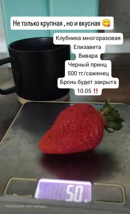 Саженцы клубники