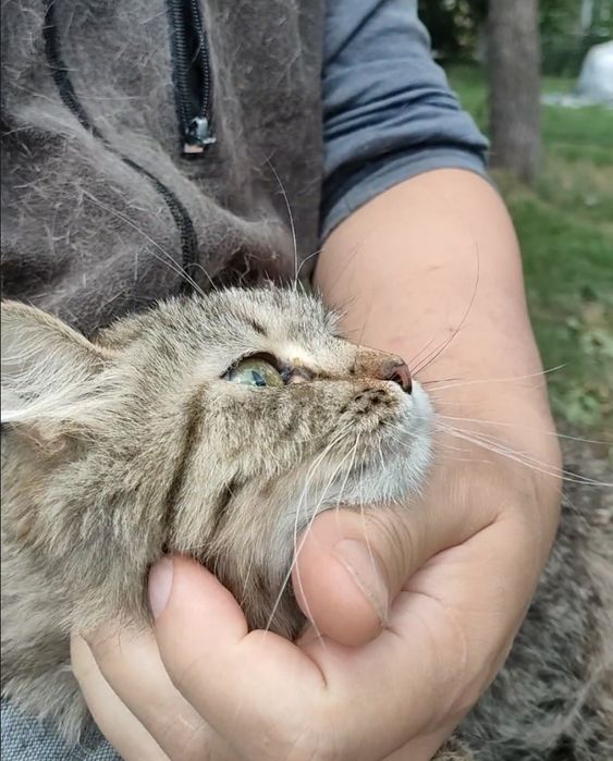 Кошка, пушистая, стерилизованая