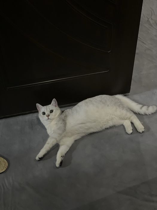 Серебристая Шиншилла