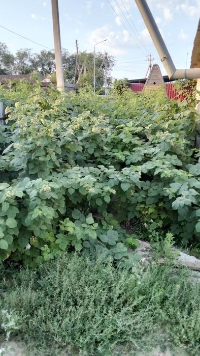 Продам Дом Селекционная