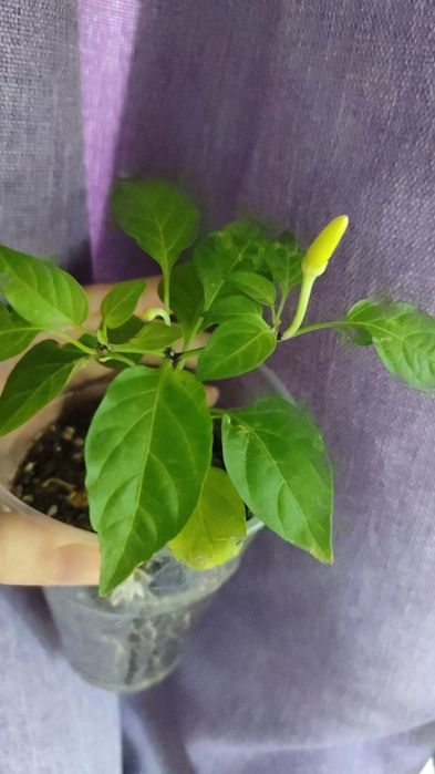 Продам комнатный перчик