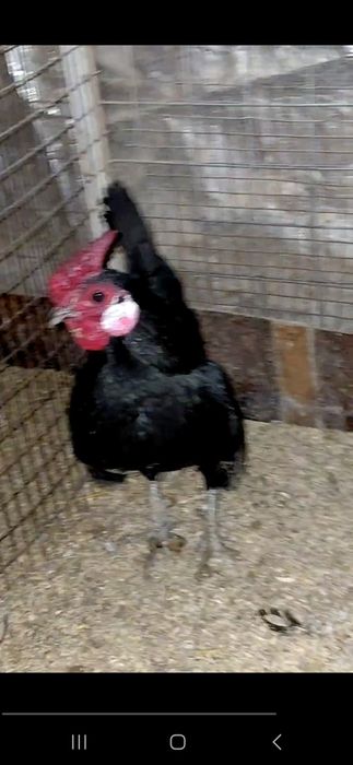 Бентам, сибарай,японла 100000