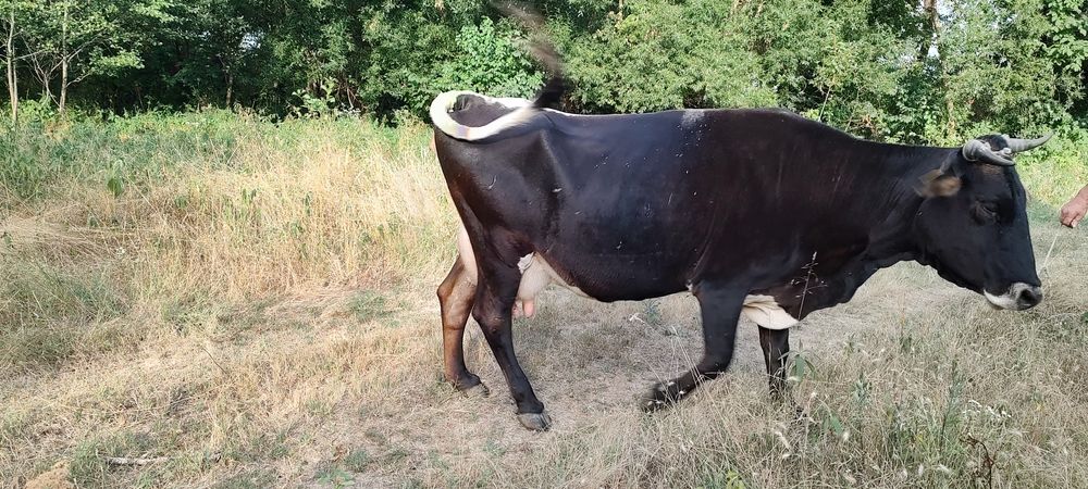 Vacă  de  vânzare