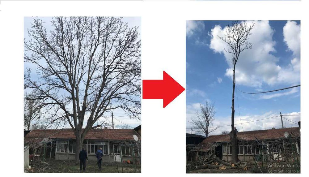 Сечене рязане оформяне на опасни дървета Арборист Вишка Кран - Договор