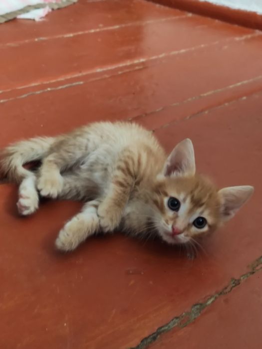 Отдам котят бесплатно