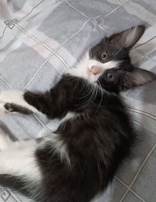 Отдадим, котят даром