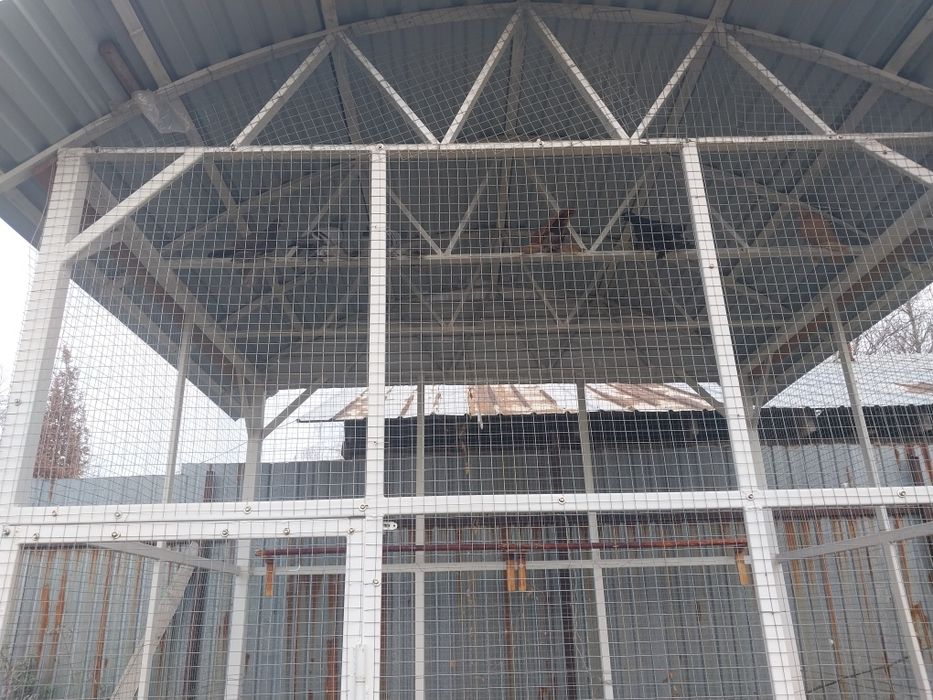 Продается сетка для голубей с голубями