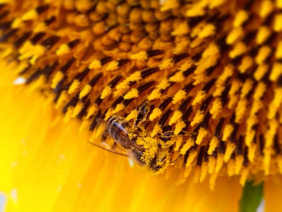 Свежий Мёд  г. Актобе