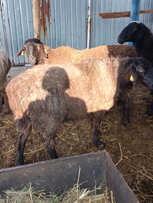 Матка с ягненкам гиссар