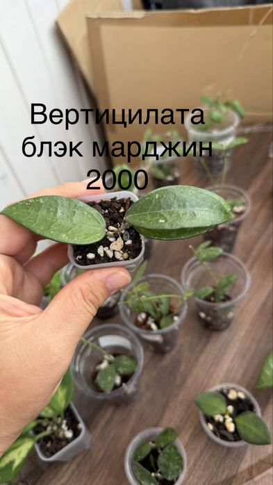 Хойи и дисхидии укоренные