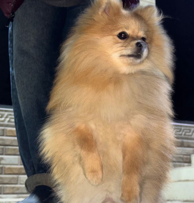 ВЯЗКА  Померанский шпиц