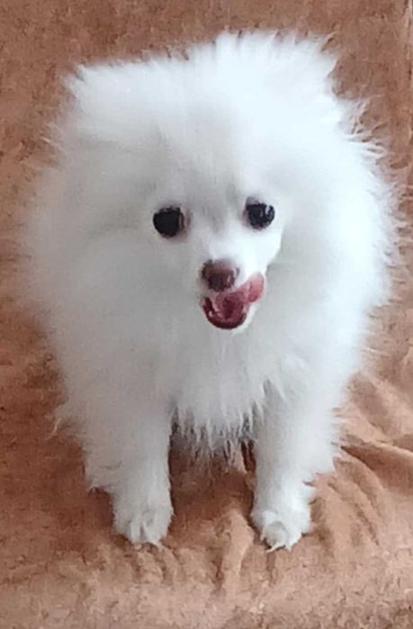 Бяло мини шпиц кученце – женско, 5 месеца
