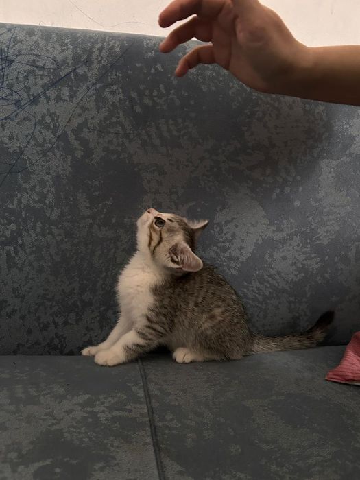 Котёнок милая девочка