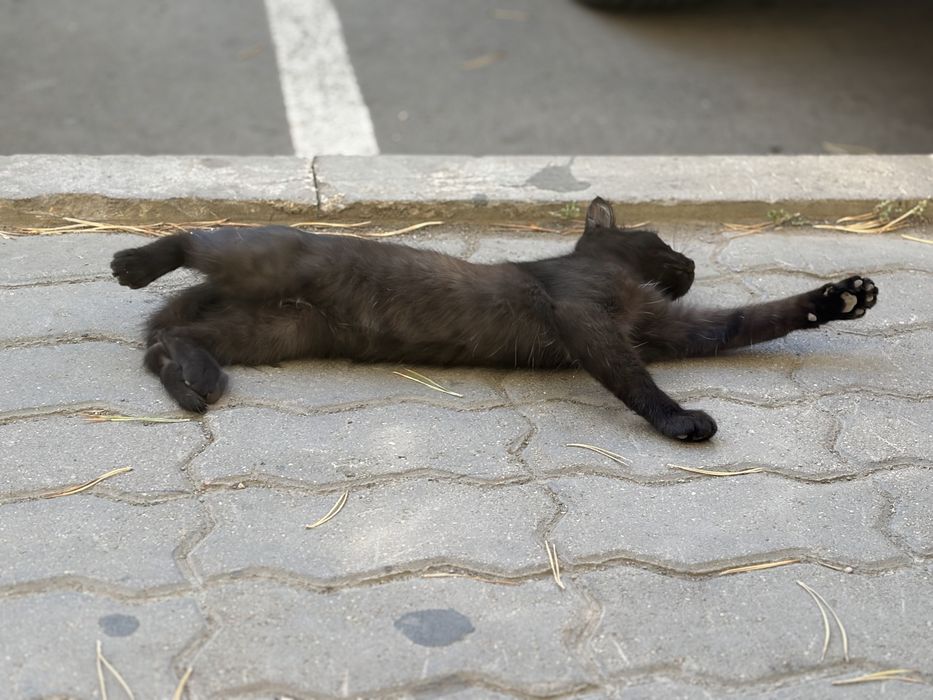 Котенок ищет дом