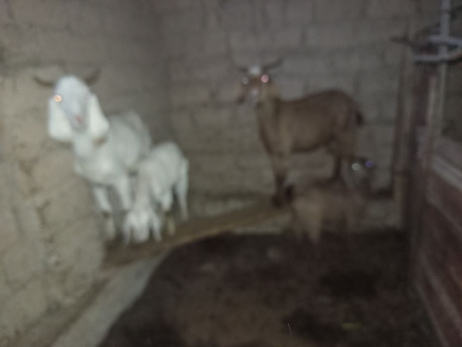 Така зотдор, эчкилар ва боллари, бугаз эчкилар. Барчаси зотдор.