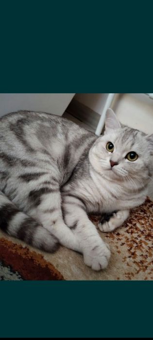 Продам котенка девочка  британская