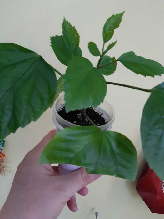 Гибисус. Черенки в стаканчиках.