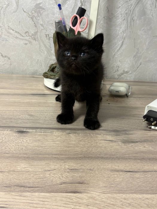 Скоттиш Страйт Scottish straight