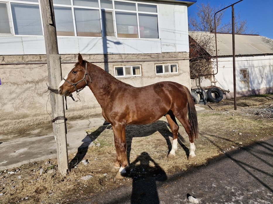 Құнан 2 жасар сатылады