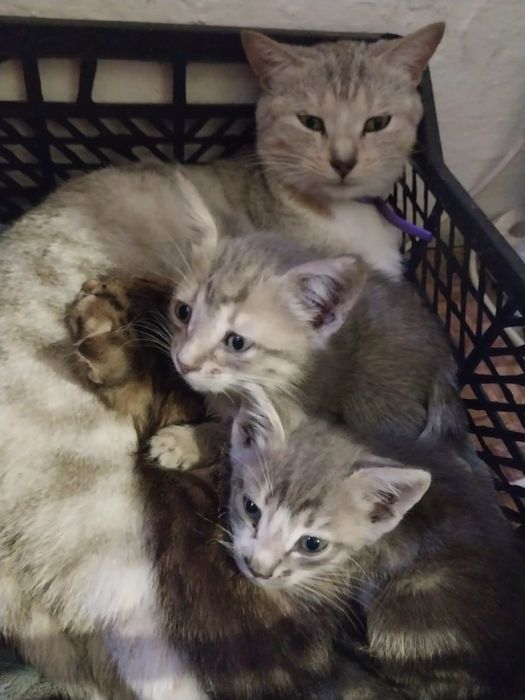 Котята в добрые руки