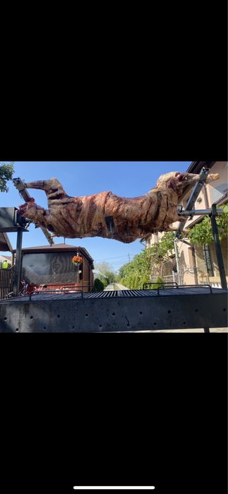 Protap de inchiriat si berbecuti