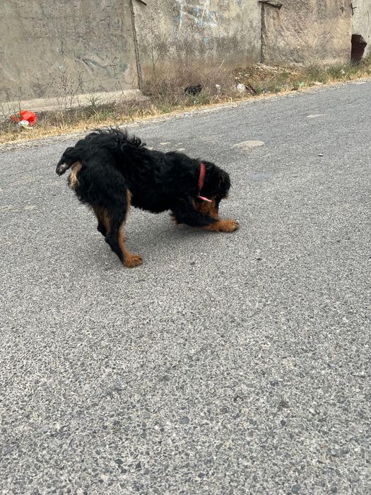 Ягдтерьер Продается!