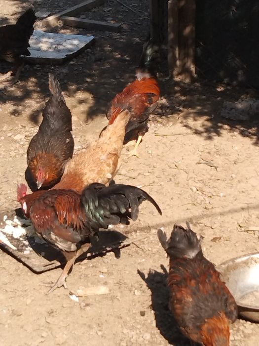 3 қораз сатылады, 1 жылдық