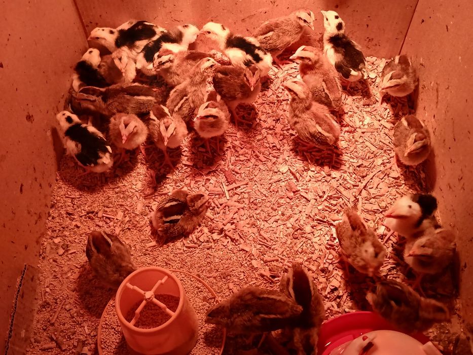 Pui de Italiana Argintie și Bobată
