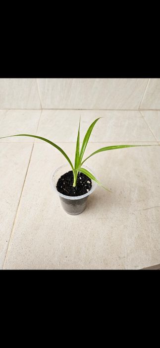 Панданус отросток цветы