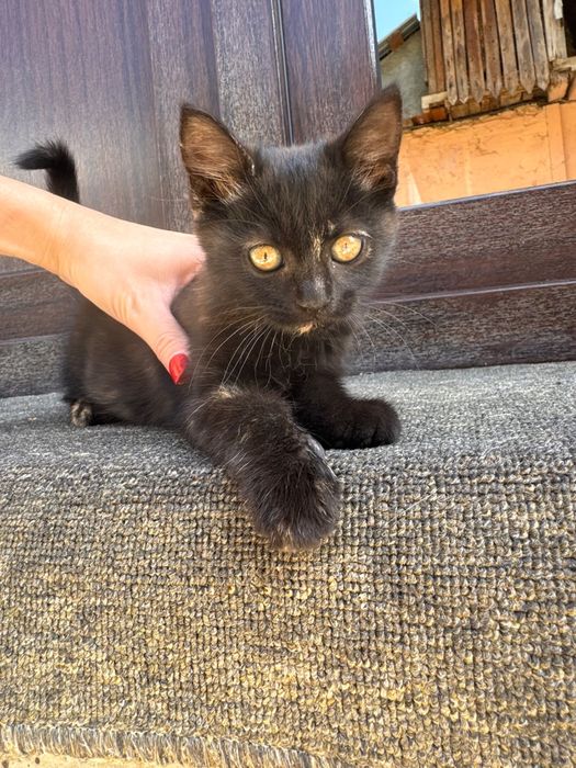 Pisici spre adoptie