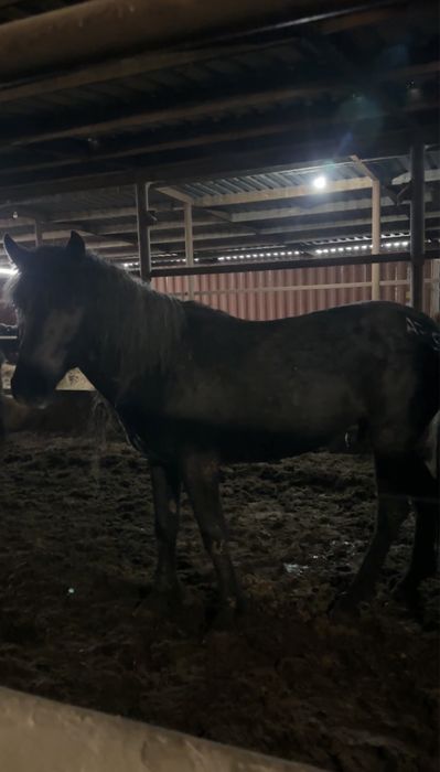 Айгыр джәбы 4 жасар