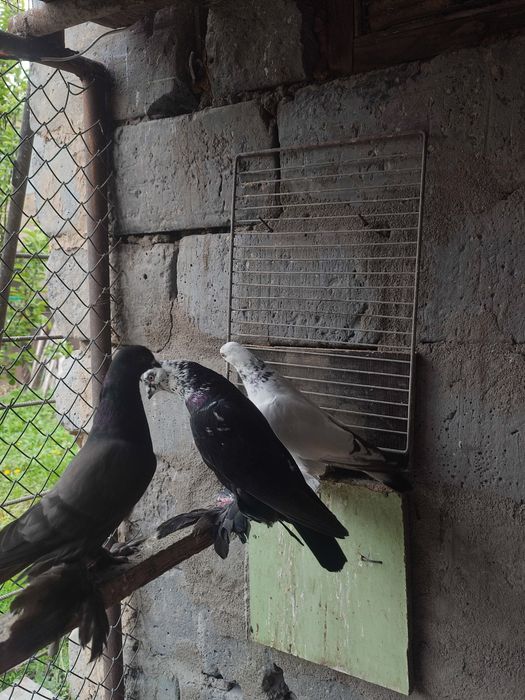 Продажа сочей и жуков  голуби