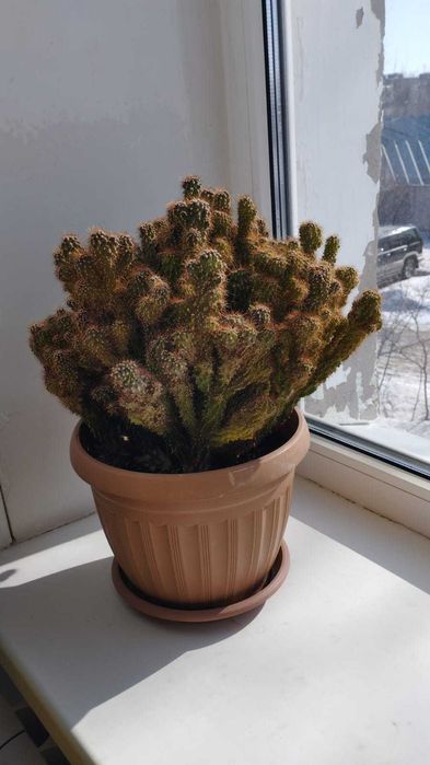 Продам комнатные растения