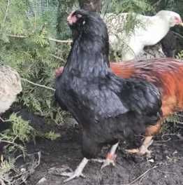 Gaini si cocos Aracuana