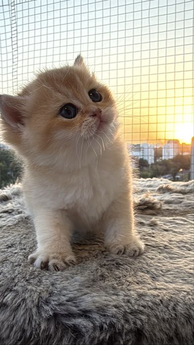 Золотая британская шиншилла ny 12