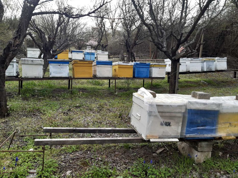 Vand 70 stupi/lazi albine