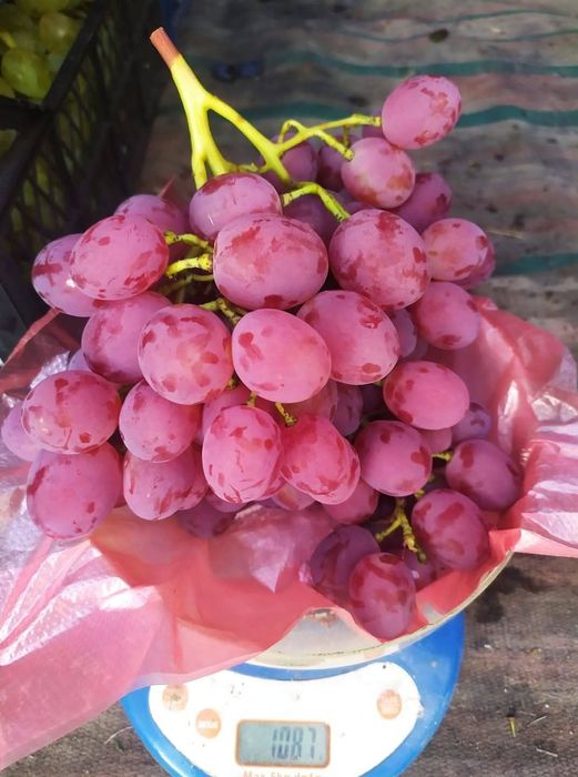 Vita de vie anul 3 struguri mari de masa pentru boltă